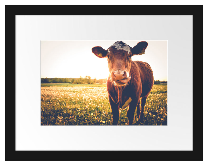 Kuh auf Blumenwiese Passepartout 38x30