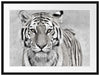 Anmutiger Tiger in Passepartout 80x60