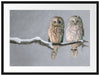 Zwei Eulen in Winterlandschaft Passepartout 80x60