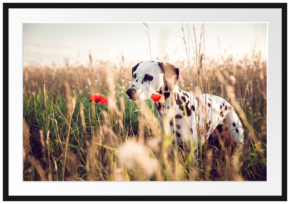 Pixxprint Neugieriger Hund im Feld, im Galerie-Passepartout Bilderrahmen