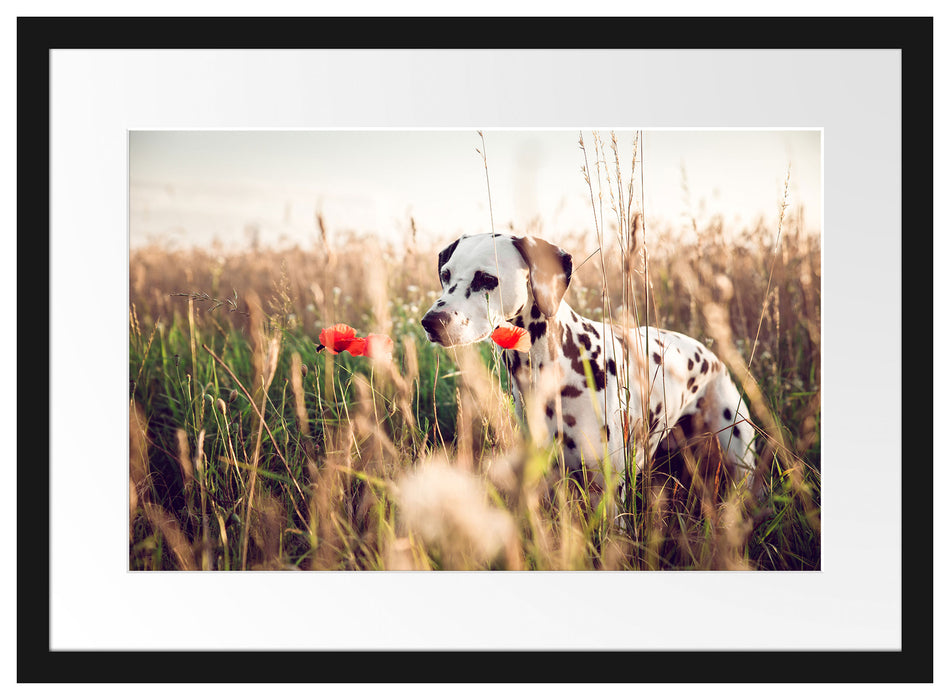 Neugieriger Hund im Feld Passepartout 55x40