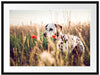 Neugieriger Hund im Feld Passepartout 80x60