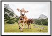 Almkuh auf der Weide Passepartout 100x70