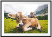 Almkuh in den Bergen Passepartout 100x70