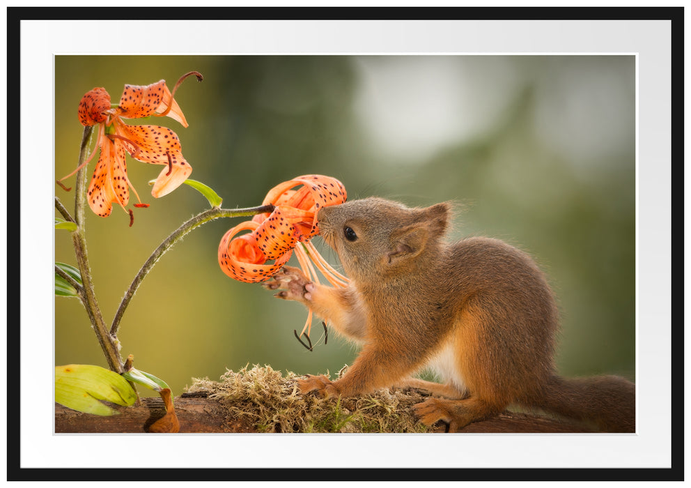 Pixxprint Eichhörnchen riecht an einer Blume, im Galerie-Passepartout Bilderrahmen