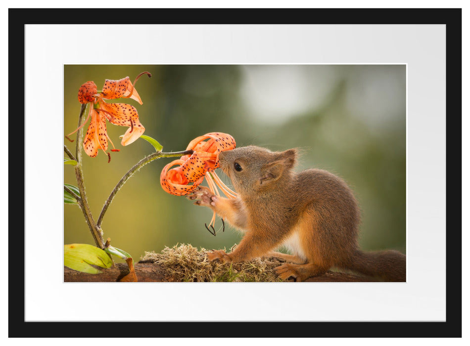 Eichhörnchen riecht an einer Blume Passepartout 55x40