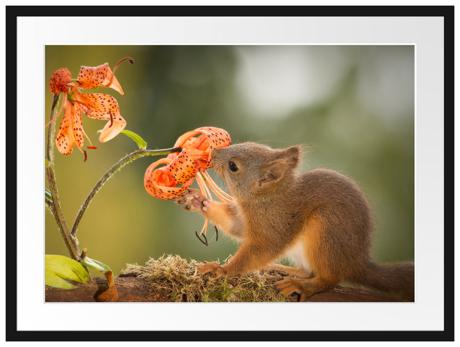 Eichhörnchen riecht an einer Blume Passepartout 80x60