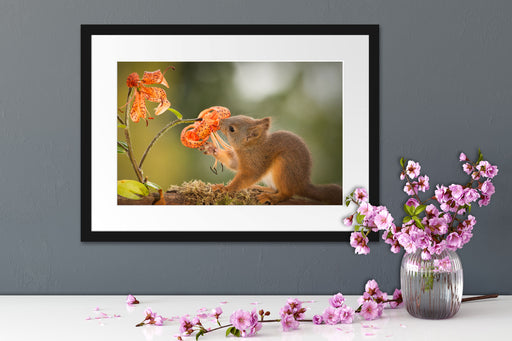 Eichhörnchen riecht an einer Blume Passepartout Wohnzimmer