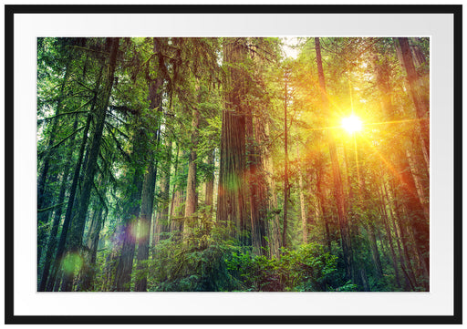Wald bei Sonnenlicht Passepartout 100x70