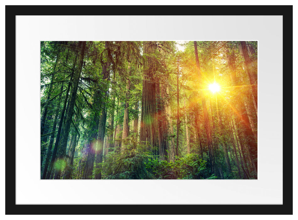 Wald bei Sonnenlicht Passepartout 55x40