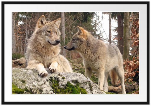 Wölfe im Wald Passepartout 100x70