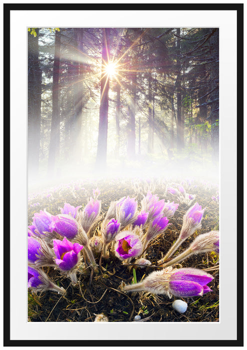 Pixxprint lila Blumen im Wald, im Galerie-Passepartout Bilderrahmen