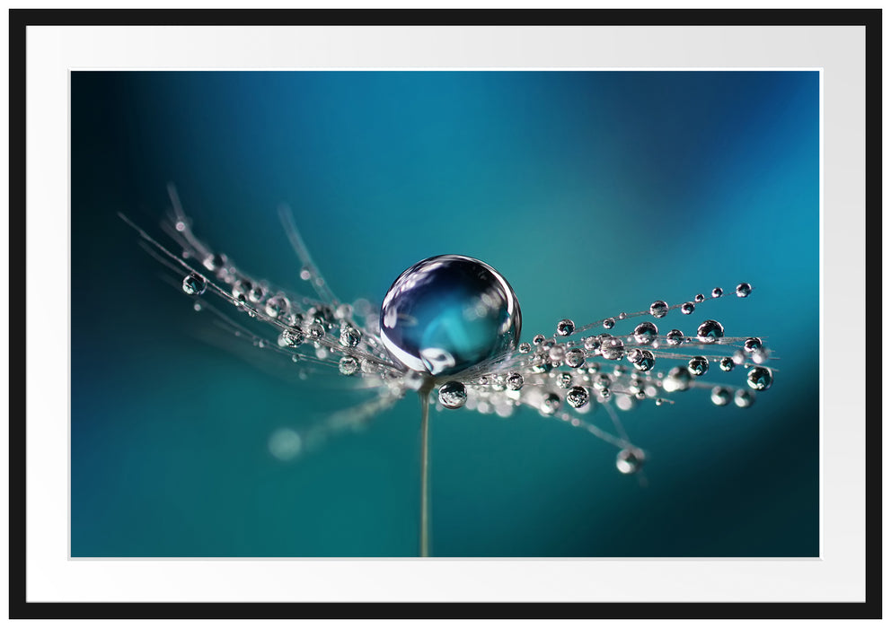 Pixxprint Wassertropfen an Pusteblume, im Galerie-Passepartout Bilderrahmen