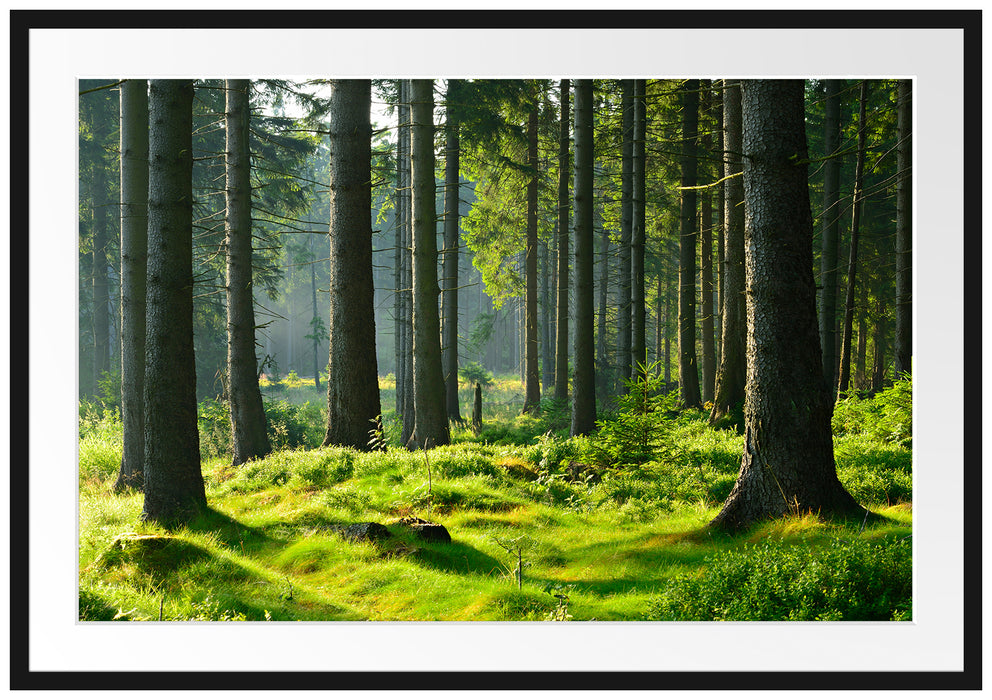 Pixxprint sonniger Tag im Wald, im Galerie-Passepartout Bilderrahmen