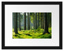 sonniger Tag im Wald Passepartout 38x30
