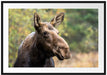 Elch im Wald Passepartout 100x70