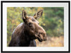 Elch im Wald Passepartout 80x60