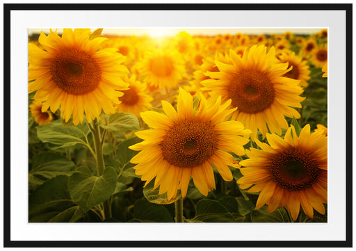 Sonnenblumen auf dem Feld Passepartout 100x70