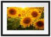 Sonnenblumen auf dem Feld Passepartout 55x40