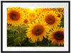 Sonnenblumen auf dem Feld Passepartout 80x60