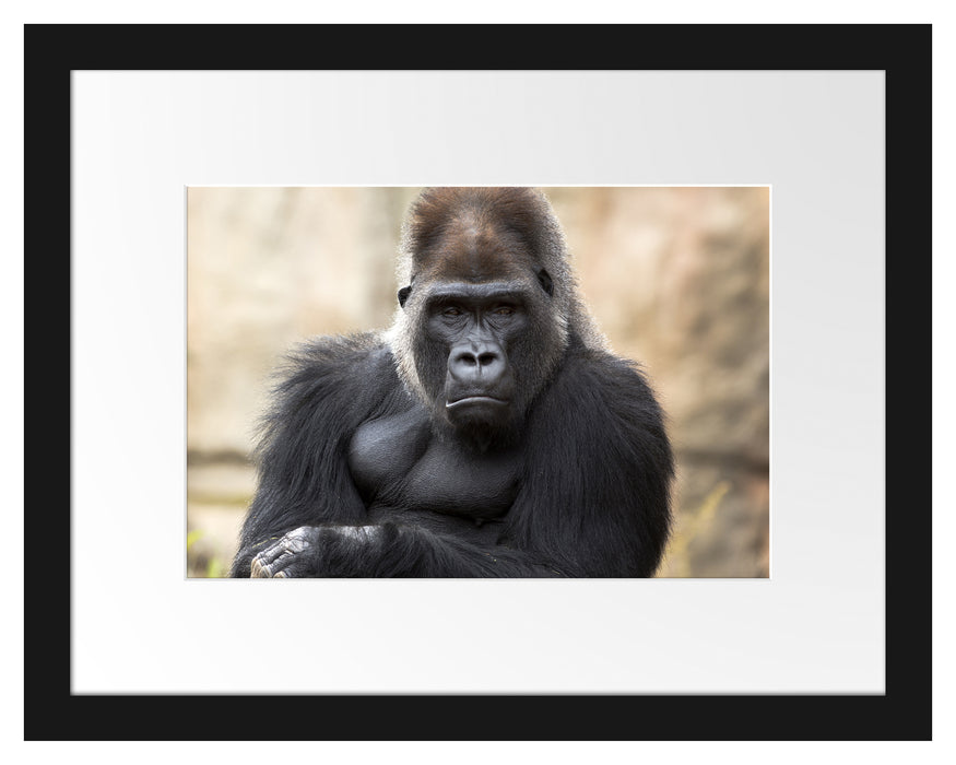 gelangweilter Gorilla Passepartout 38x30