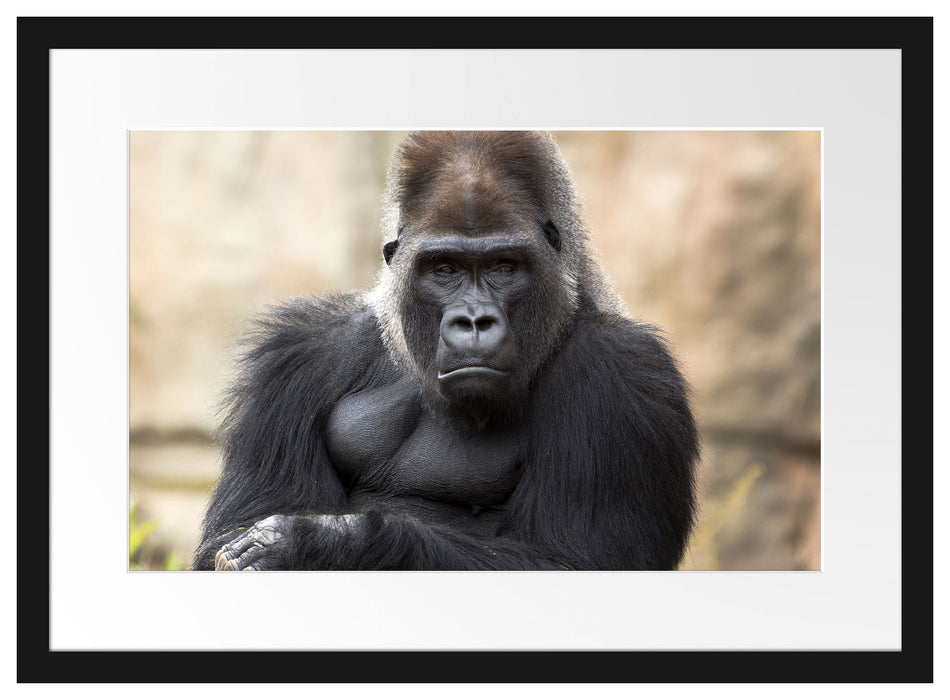 gelangweilter Gorilla Passepartout 55x40