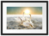 Schwäne im Meer Passepartout 55x40