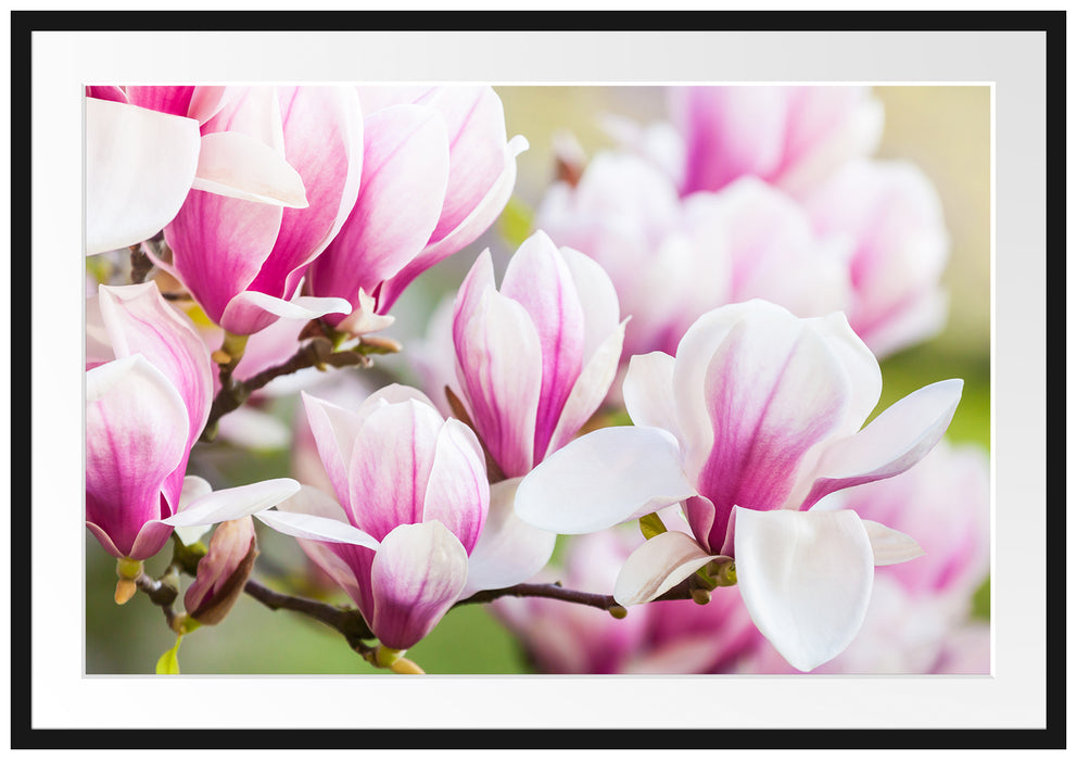 Pixxprint feine rosa farbende Blüte, im Galerie-Passepartout Bilderrahmen