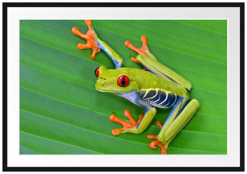 Pixxprint kleiner grüner Frosch auf Blatt, im Galerie-Passepartout Bilderrahmen