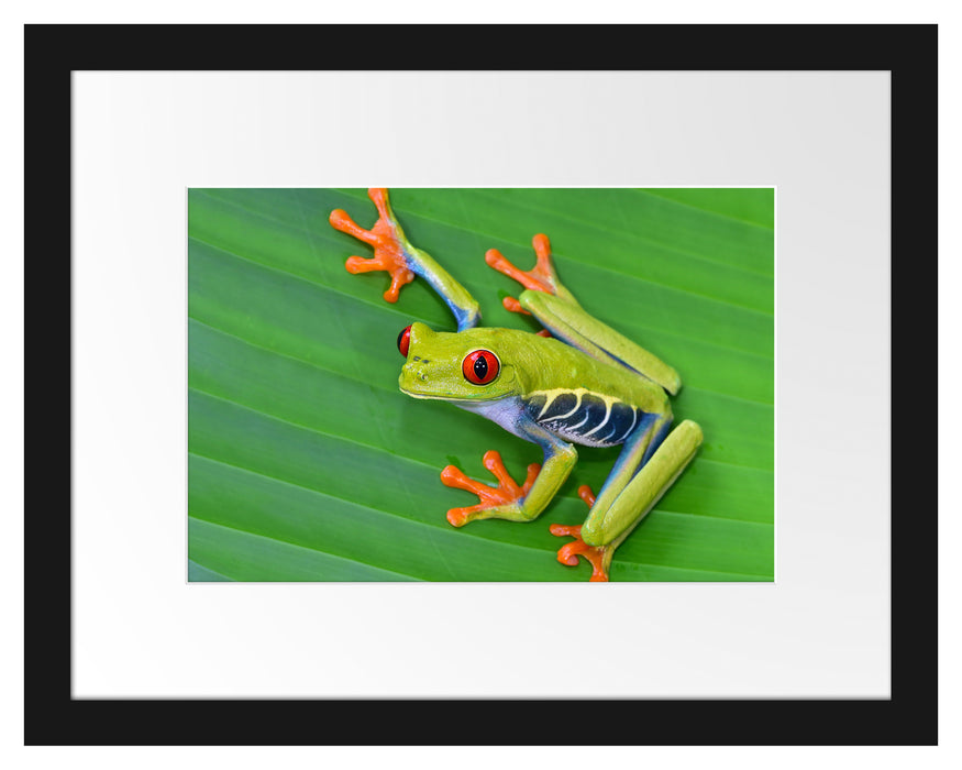 kleiner grüner Frosch auf Blatt Passepartout 38x30