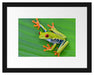 kleiner grüner Frosch auf Blatt Passepartout 38x30