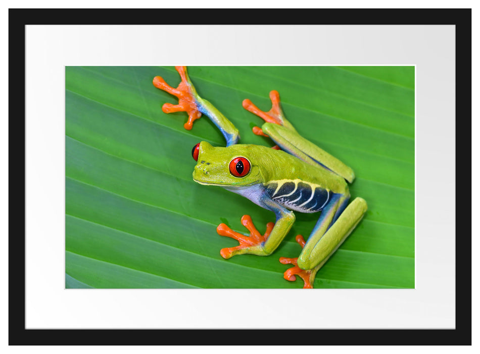 kleiner grüner Frosch auf Blatt Passepartout 55x40