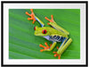 kleiner grüner Frosch auf Blatt Passepartout 80x60