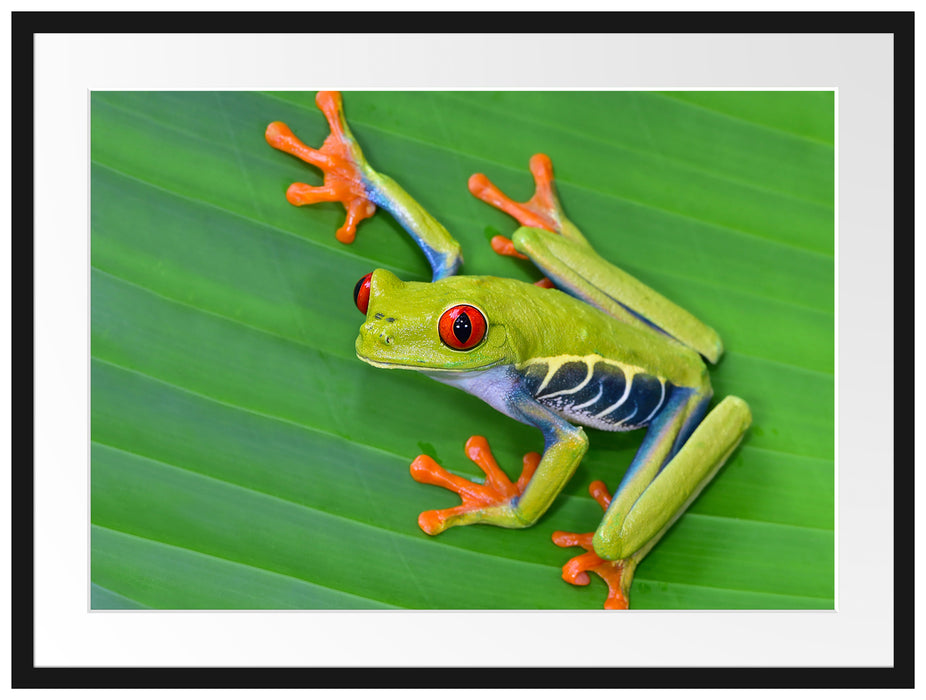 kleiner grüner Frosch auf Blatt Passepartout 80x60