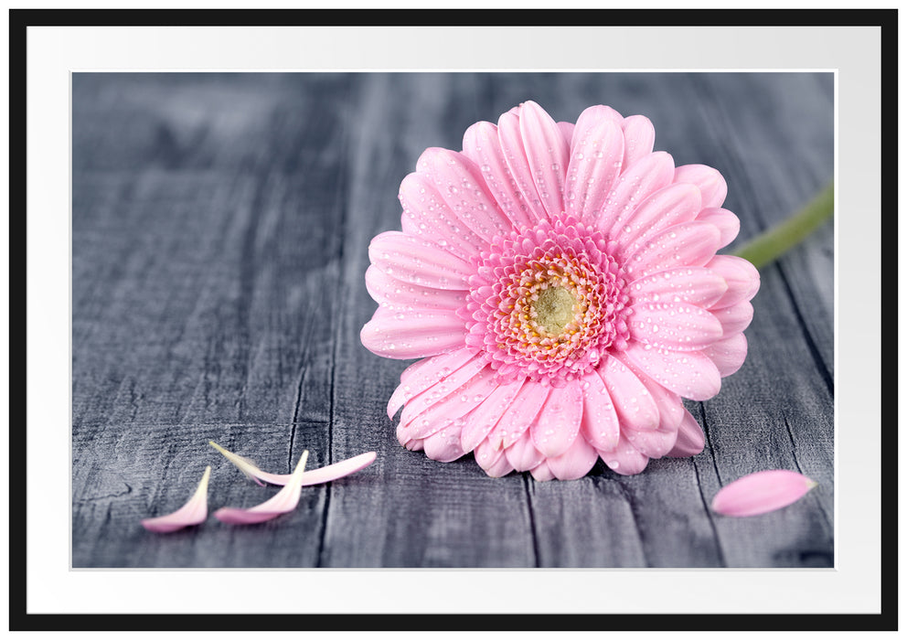 Pixxprint pinke Gerbera auf rustikalem Boden, im Galerie-Passepartout Bilderrahmen