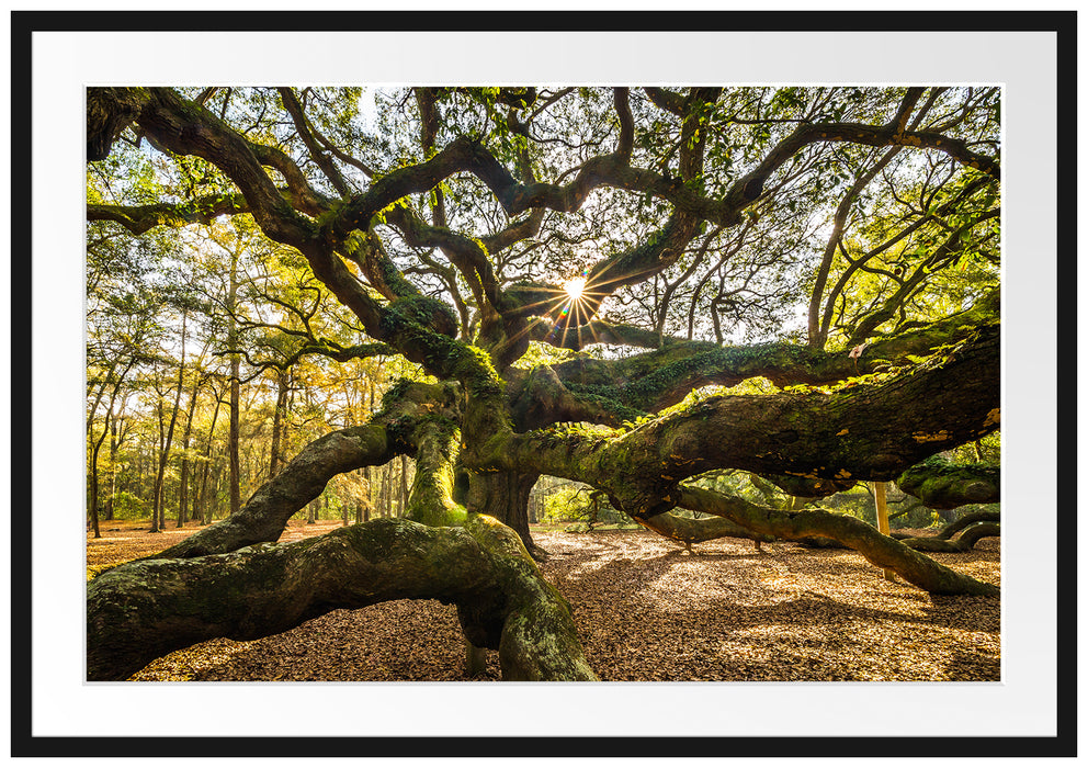Pixxprint gigantisch verzweigter Baum, im Galerie-Passepartout Bilderrahmen