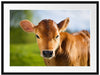 Junge Kuh Kälbchen Passepartout 80x60