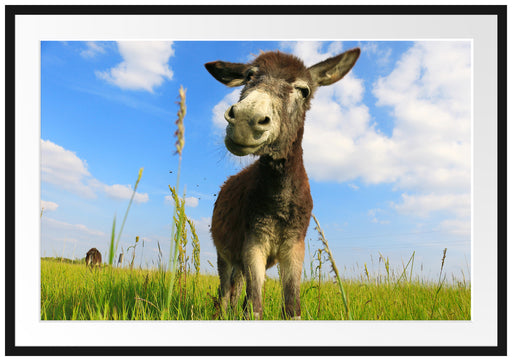 Esel in einem Feld Passepartout 100x70