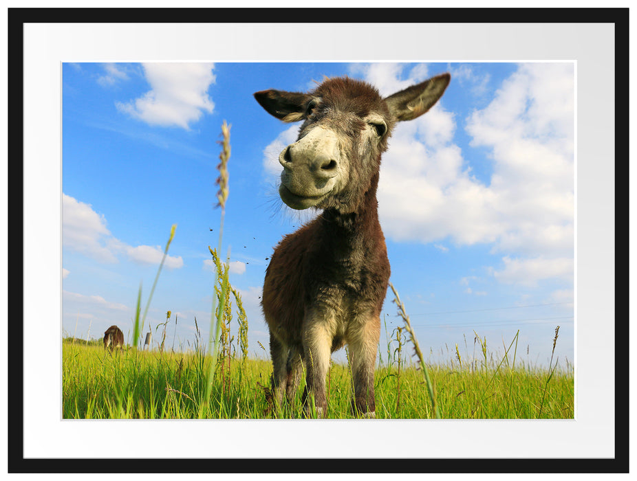 Esel in einem Feld Passepartout 80x60