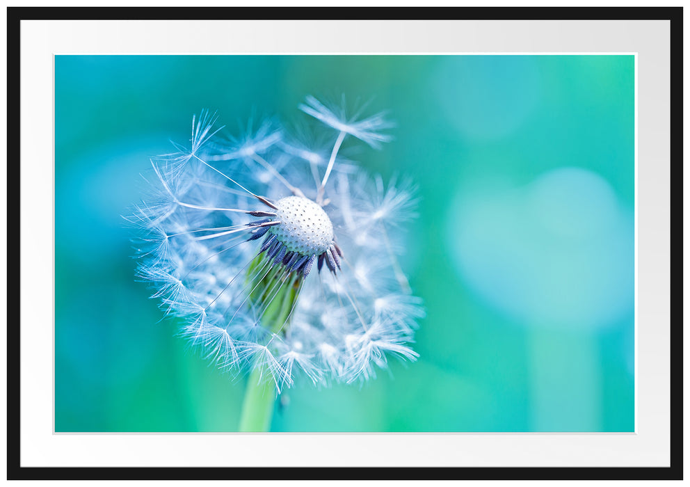 Pixxprint Schöner weißer Löwenzahn, im Galerie-Passepartout Bilderrahmen