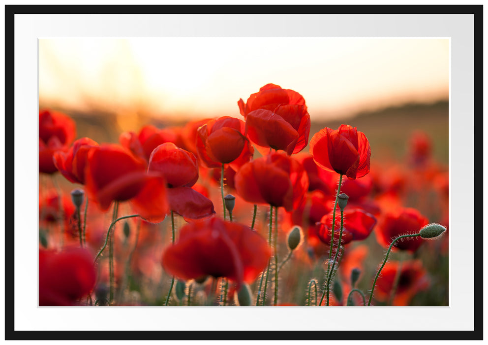 Pixxprint Feuriger Mohn, im Galerie-Passepartout Bilderrahmen