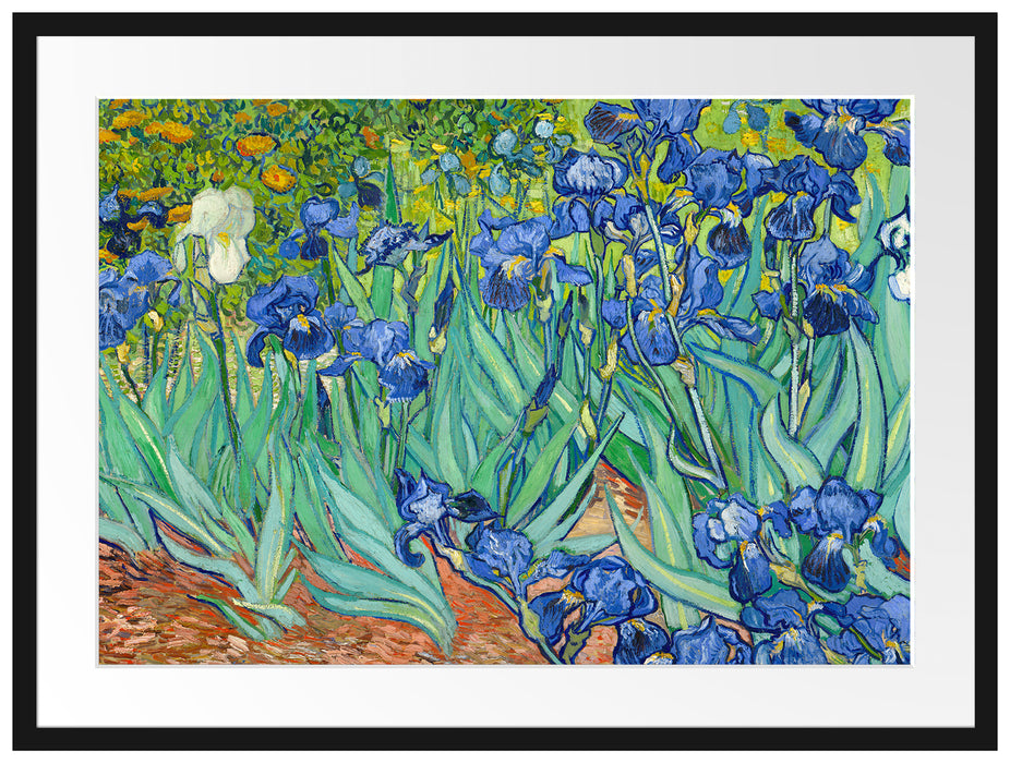 Vincent Van Gogh - Schwertlilien Passepartout Rechteckig 80