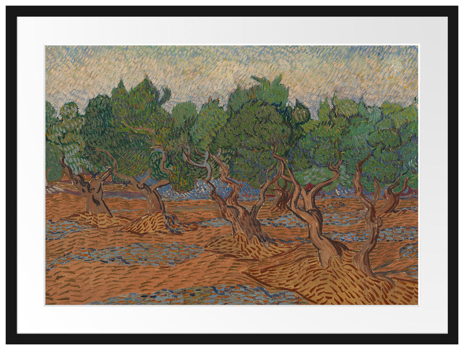 Vincent Van Gogh - Oliven-Hain  Passepartout Rechteckig 80