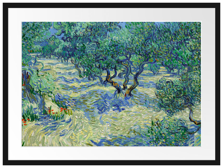 Vincent Van Gogh - Oliven-Feld  Passepartout Rechteckig 80