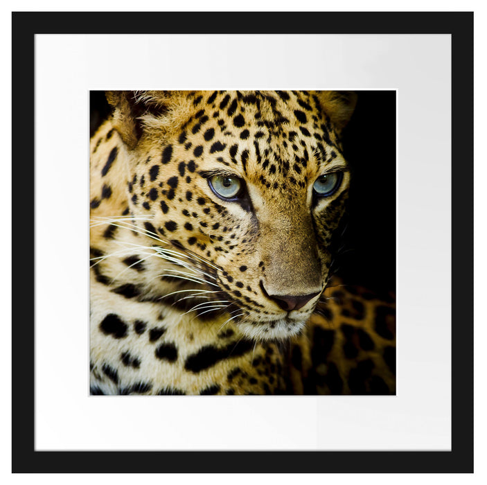 Leopard mit blauen Augen Passepartout Quadratisch 40x40