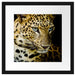Leopard mit blauen Augen Passepartout Quadratisch 40x40