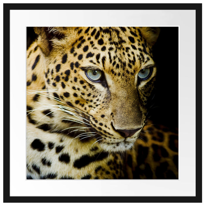 Leopard mit blauen Augen Passepartout Quadratisch 55x55