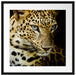 Leopard mit blauen Augen Passepartout Quadratisch 55x55