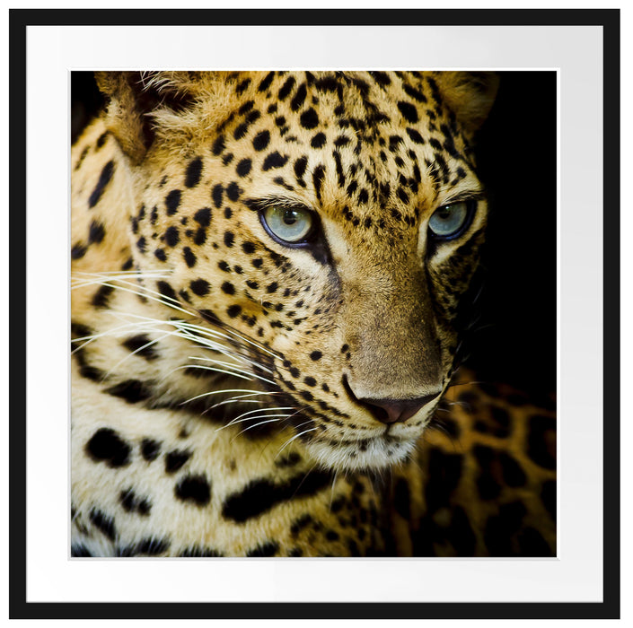 Leopard mit blauen Augen Passepartout Quadratisch 70x70