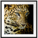 Leopard mit blauen Augen Passepartout Quadratisch 70x70